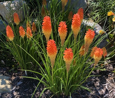 Kniphofia