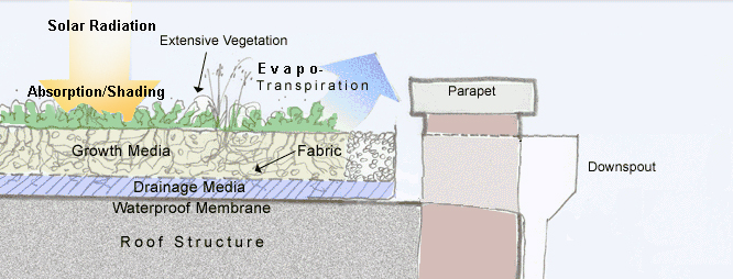 green roof cross section