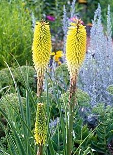 kniphofia Citrina