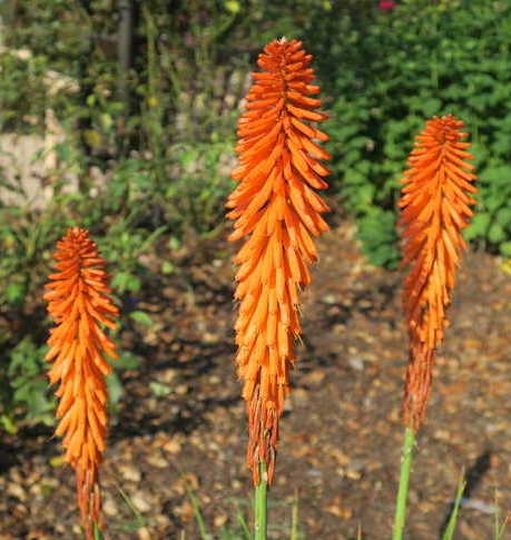 orange kniphofia