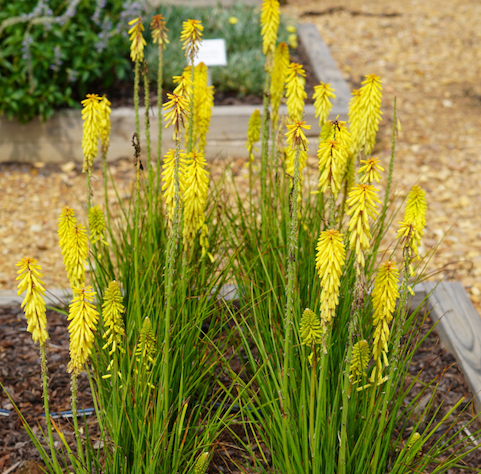 Kniphofia 