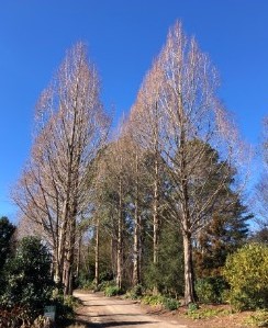 Dawn Redwood