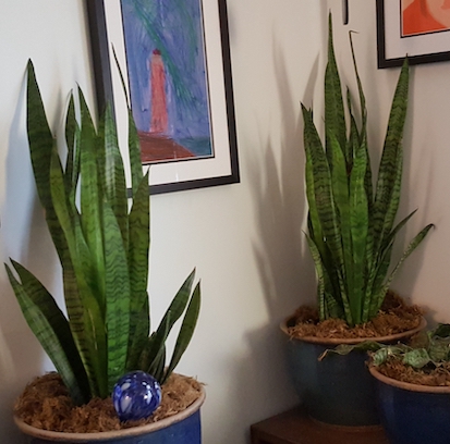 Dracaena trifasciata