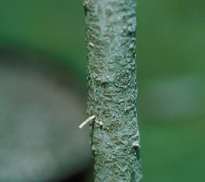 Sawdust indicating beetle attack