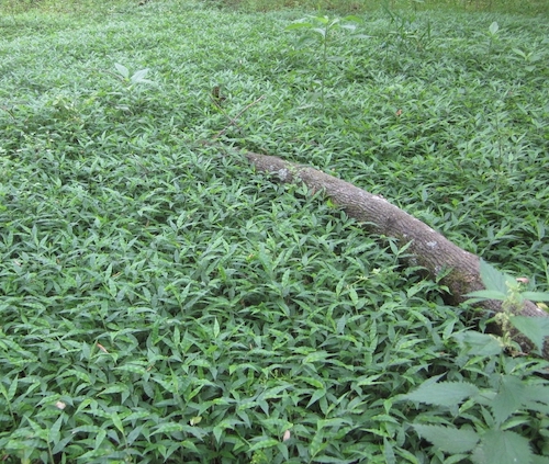 Wavyleaf basketgrass ground cover