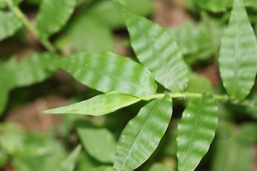 wavyleaf basketgrass