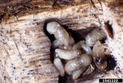 larval and pupae