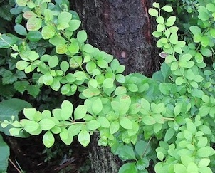 barberry leaves