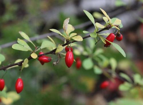 barberry berries