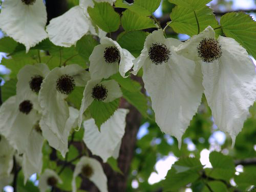 Dove tree blooms