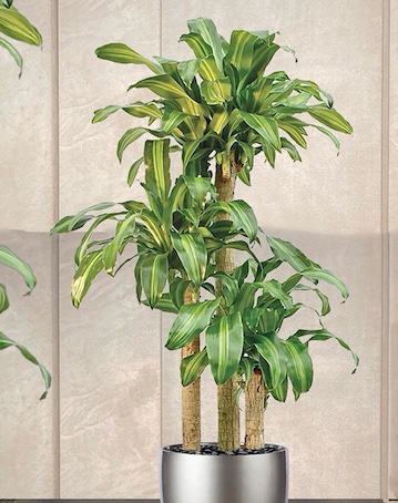 Dracaena fragrans