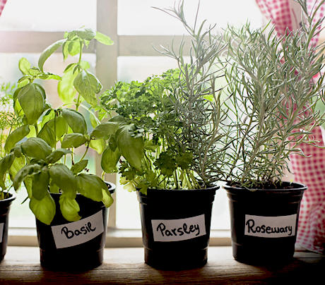 windowsill herbs