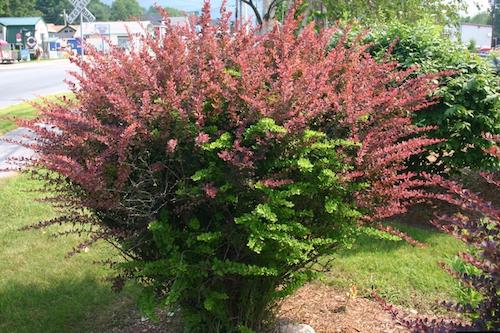 barberry shrub