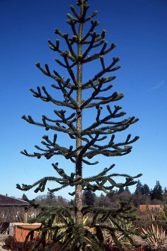 Monkey puzzle tree