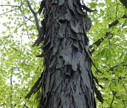 Shagbark hickory