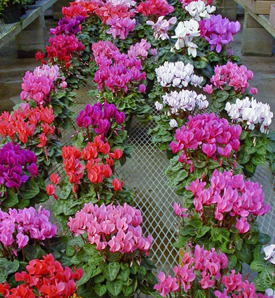 colors of cyclamen