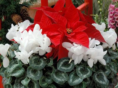 cyclamen and poinsettia