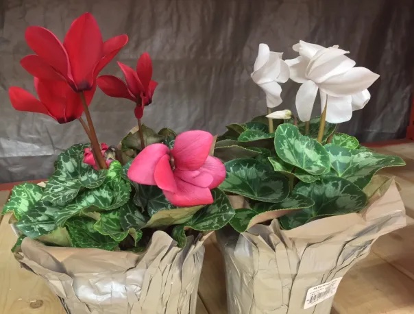 cyclamen in pots