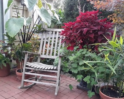 indoor plants outside