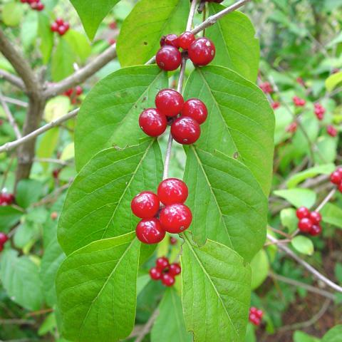 Amur honeysuckle berries