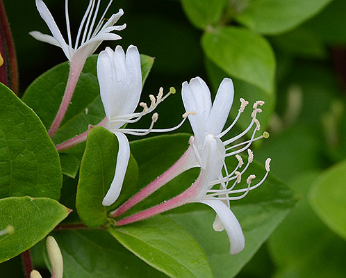 Japanese Honeysuckle blooms