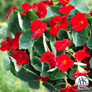 Nasturtium Baby Red