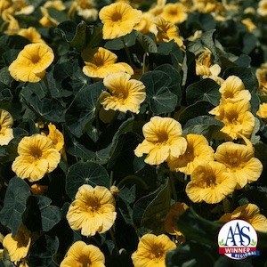 Nasturtium Baby Yellow