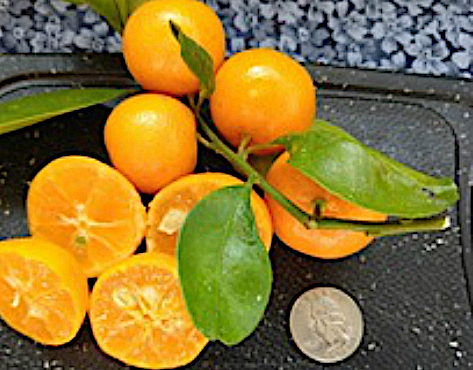 Calamondin-fruit