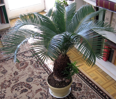 Sago Palm