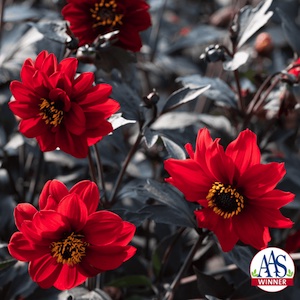 Black Forest Dahlia