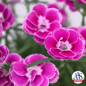 Dianthus Interspecific Capitán™ Magnifica