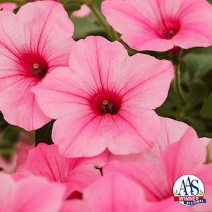 Petunia-Dekko-Maxx-Pink