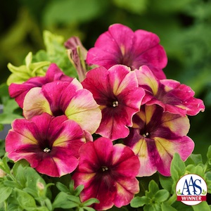 Petunia-multiflora-Shake-Raspberry