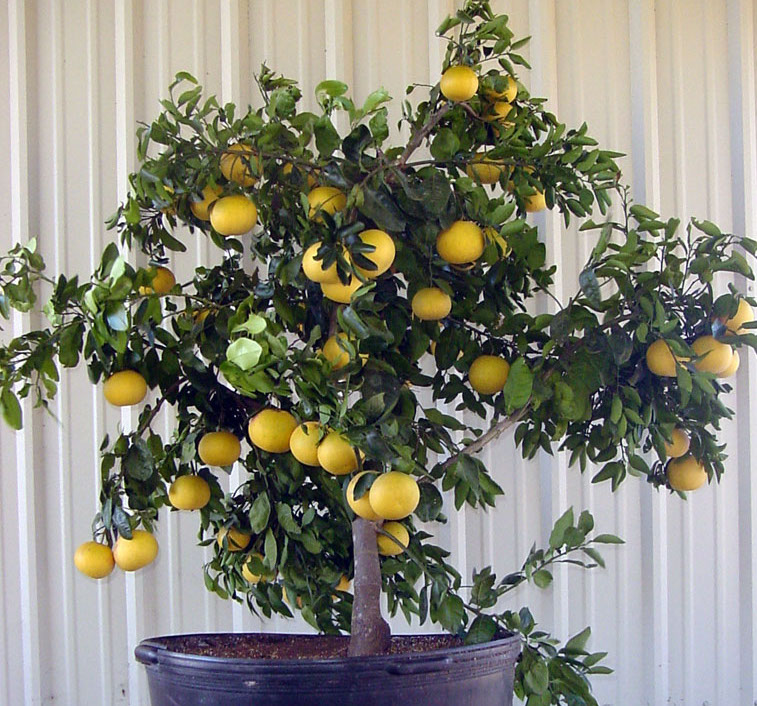 lemon tree