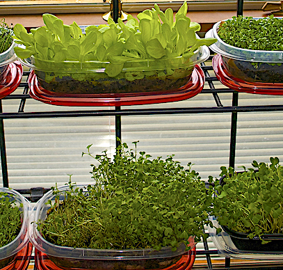 Hydroponic Microgreens