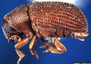 elm bark beetle