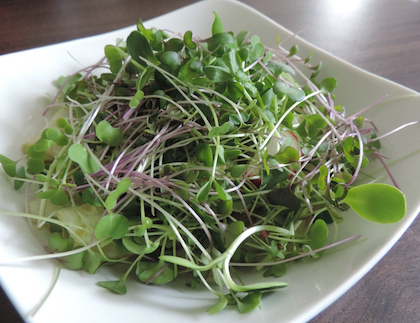 plate of microgreens