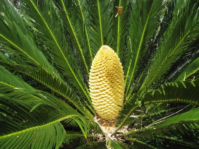 Sago palm cone