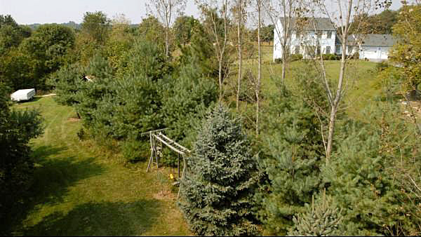 mixed pine screen