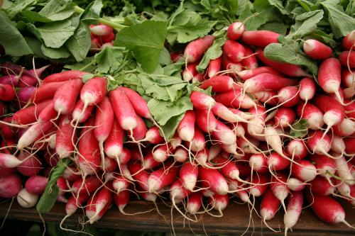 French Breakfast Radishes