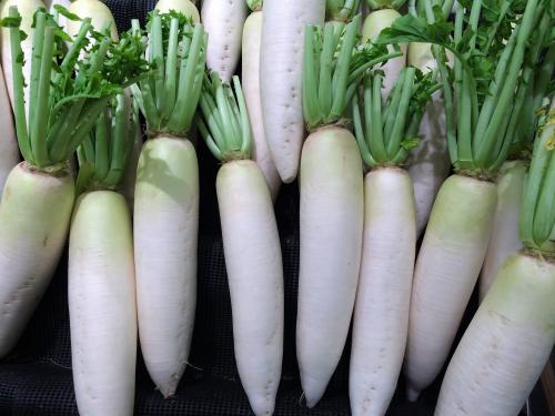 Daikon Radishes