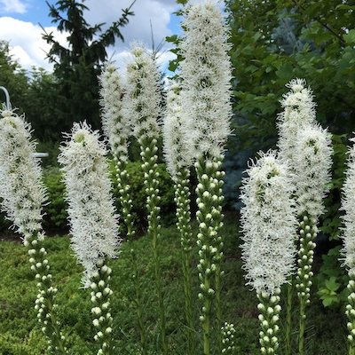 White liatris