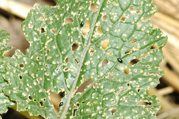 Flea beetle damage