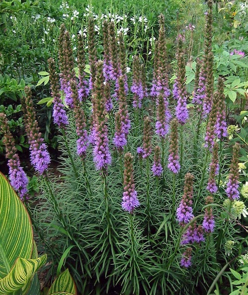 Liatris