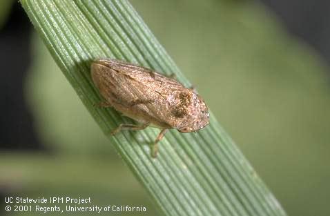 meadow spittlebug