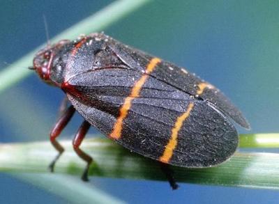 adult spittlebug