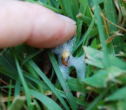 spittlebug nymph