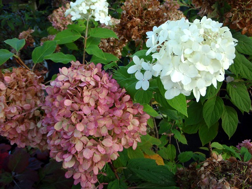 photo: University of Arkansas Extension Hydrangea paniculata