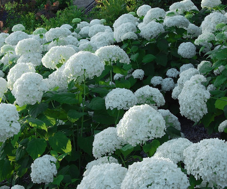 photo: Rutgers, The State University of New Jersey Hydrangea arborescens