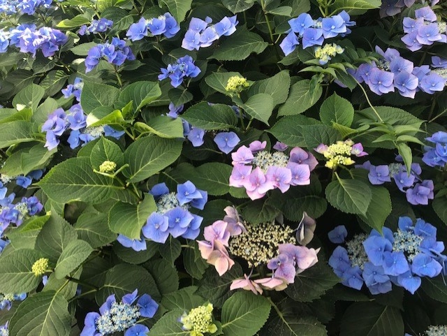 photo: University of California Hydrangea Macrophylla Lacecap